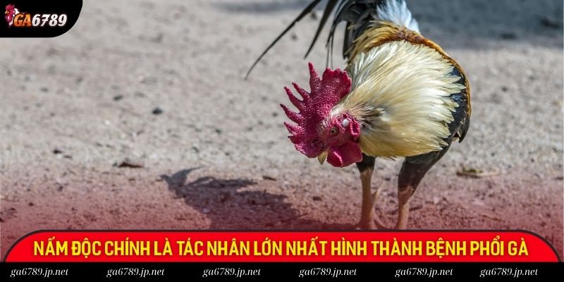 Các loại nấm độc chính là tác nhân lớn nhất hình thành bệnh phổi gà