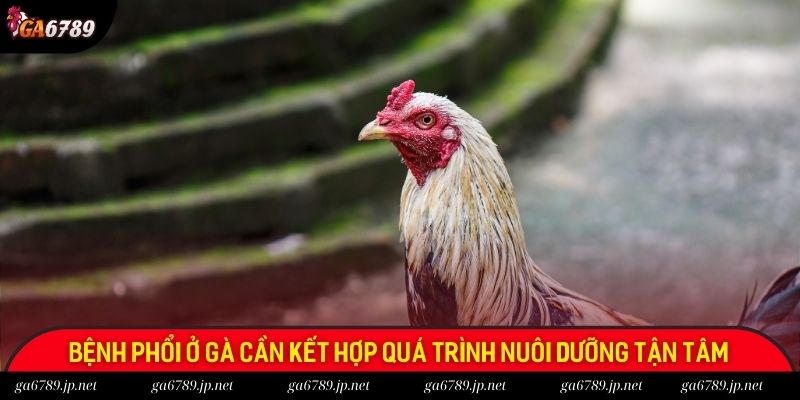 Bệnh phổi ở gà cần kết hợp quá trình nuôi dưỡng tận tâm