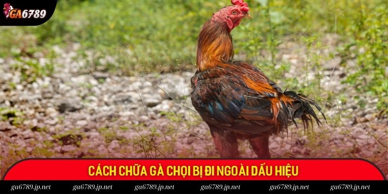 Cách chữa gà chọi bị đi ngoài qua nhận diện dấu hiệu