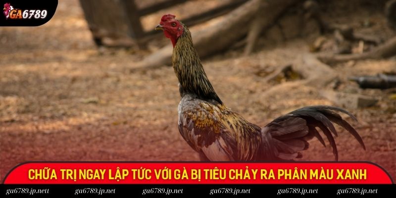 Cần chữa trị ngay lập tức đối với gà bị tiêu chảy ra phân màu xanh, trắng