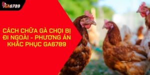 Cách chữa gà chọi bị đi ngoài
