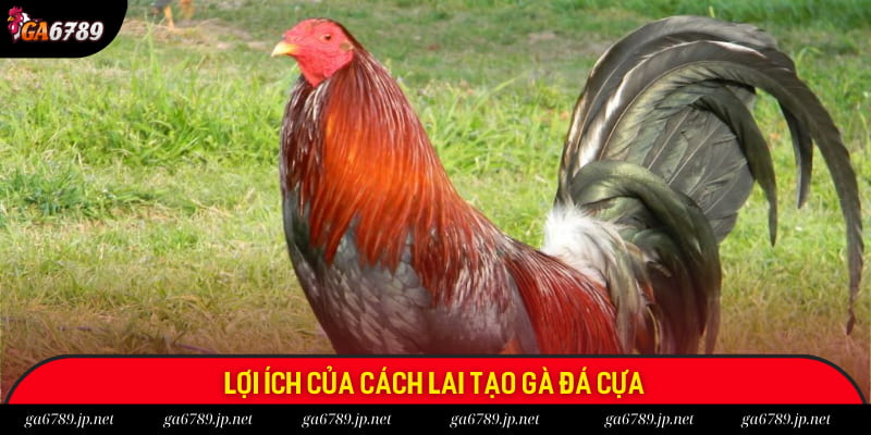 Tại sao nên biết cách lai tạo gà đá cựa?