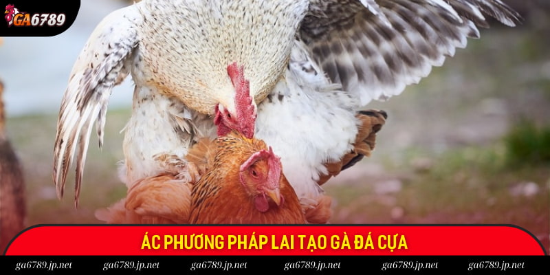 Các phương pháp lai tạo chiến kê đá cựa