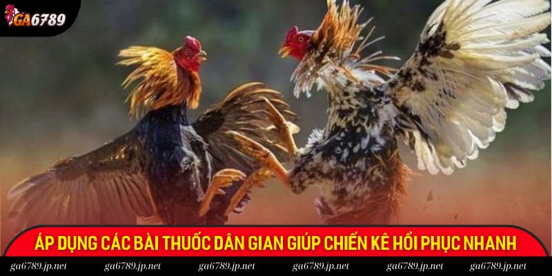 Áp dụng các bài thuốc dân gian để giúp chiến kê phục hồi nhanh hơn sau khi thi đấu
