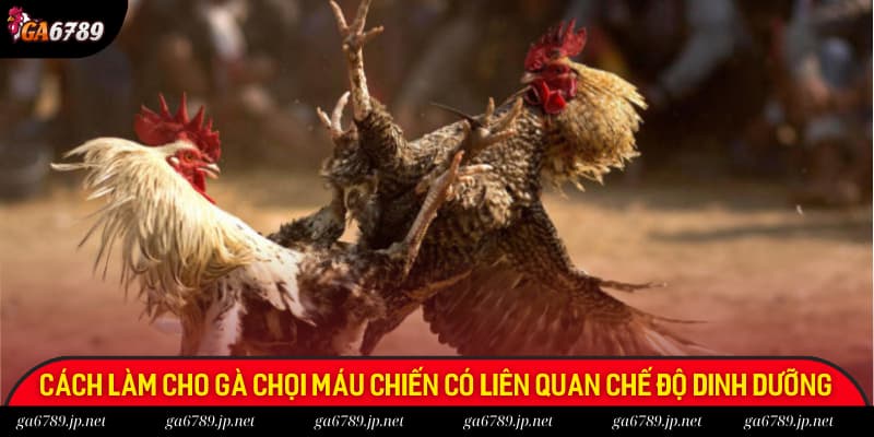 Cách làm cho gà chọi máu chiến đầu tiên liên quan đến chế độ dinh dưỡng