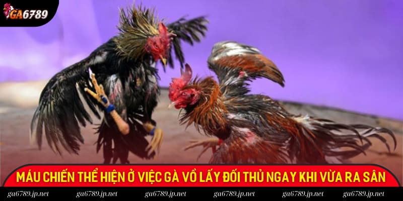Máu chiến chính là khả năng vồ lấy đối thủ ngay khi vừa ra sân của chiến kê