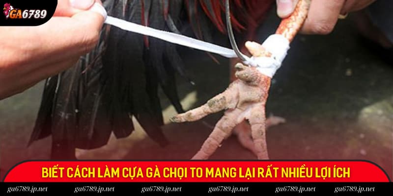 Biết cách làm cựa gà chọi to mang lại vô vàn lợi ích