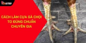 Cách làm cựa gà chọi to