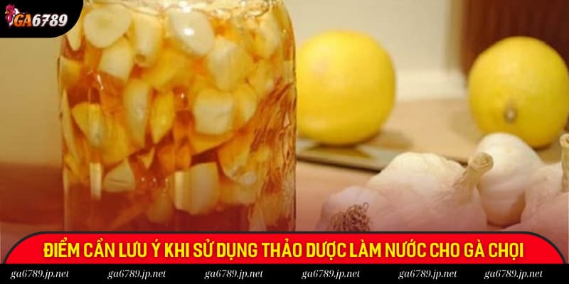 Lưu ý một số điểm quan trọng trong cách làm nước cho gà chọi khi sử dụng thảo dược