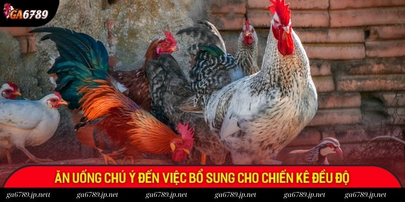 Ăn uống chú ý đến việc bổ sung cho chiến kê đều độ