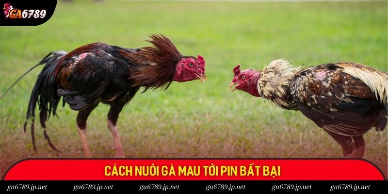 Cách nuôi gà mau tới pin bất bại 