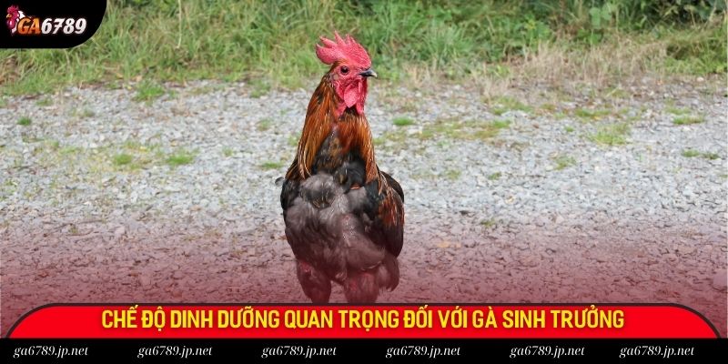 Chế độ dinh dưỡng quan trọng đối với gà sinh trưởng
