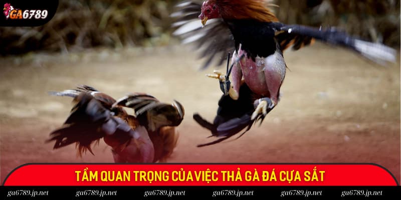 Hiểu rõ tầm quan trọng trong cách thả gà đá cựa sắt