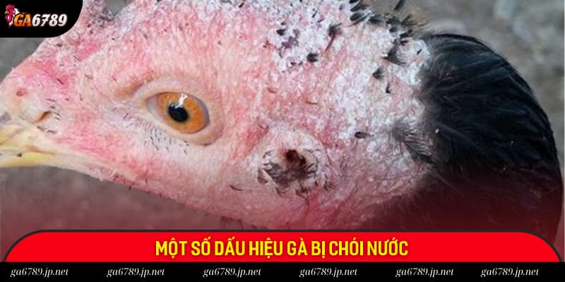 Một số dấu hiệu phổ biến ở gà bị chói nước