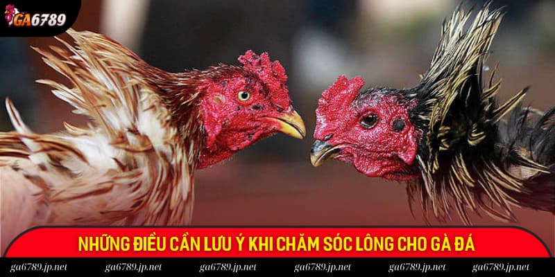 Điểm lưu ý quan trọng khi chăm sóc lông cho gà