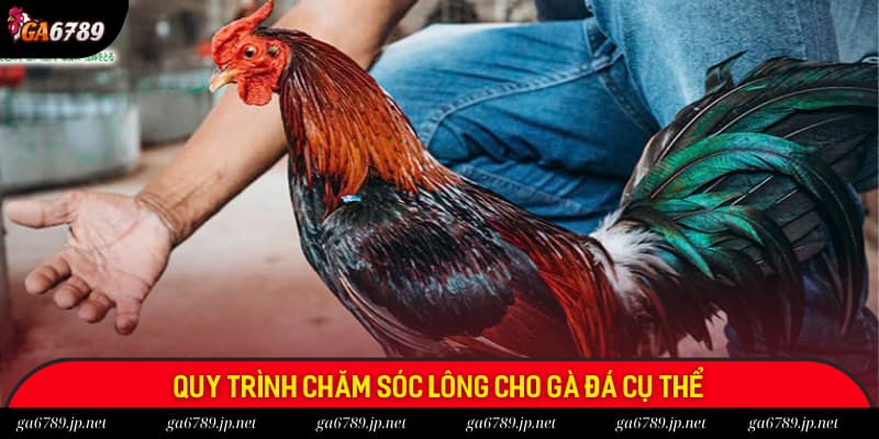 Quy trình chăm sóc lông gà đá cụ thể mà anh em có thể tham khảo