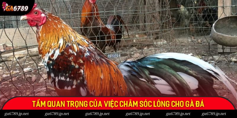 Vai trò của quá trình chăm sóc lông gà đá vô cùng quan trọng