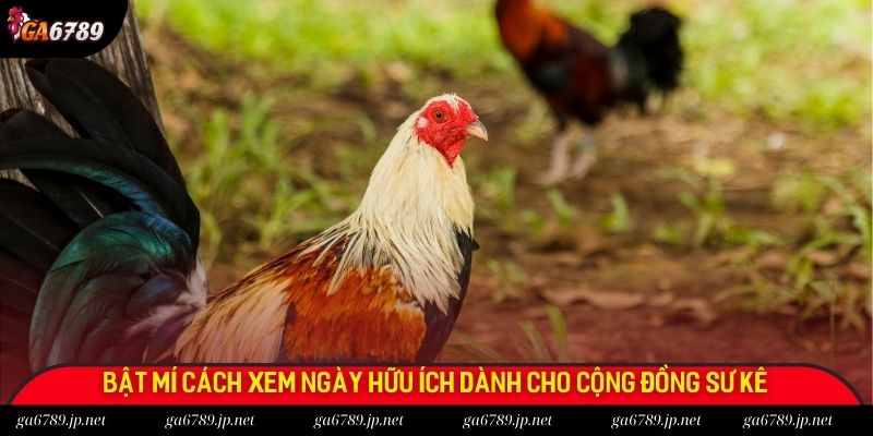 Bật mí cách xem ngày hữu ích dành cho cộng đồng sư kê