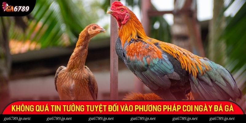 Không quá tin tưởng tuyệt đối vào phương pháp coi ngày đá gà