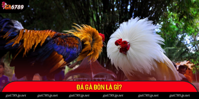 Đôi nét về siêu phẩm đá gà đòn tại Ga6789