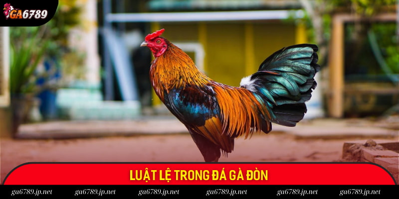 Quy định trong một trận chiến kê chọi đòn