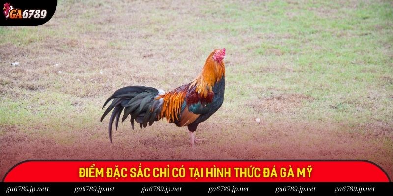 Điểm đặc sắc chỉ có tại hình thức đá gà Mỹ
