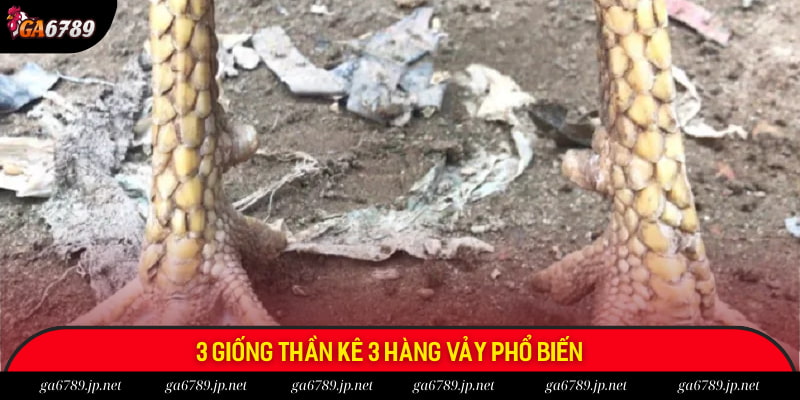 3 giống thần kê 3 hàng vảy phổ biến