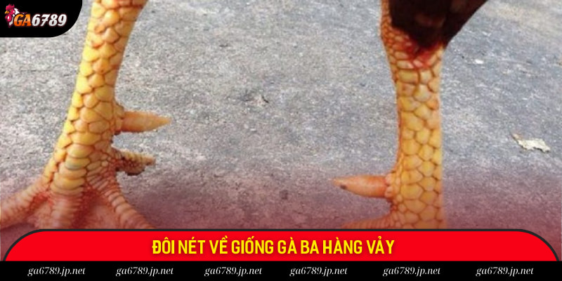 Đôi nét về giống gà ba hàng vảy