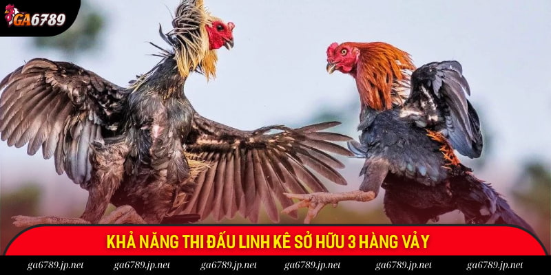 Khả năng thi đấu linh kê sở hữu 3 hàng vảy