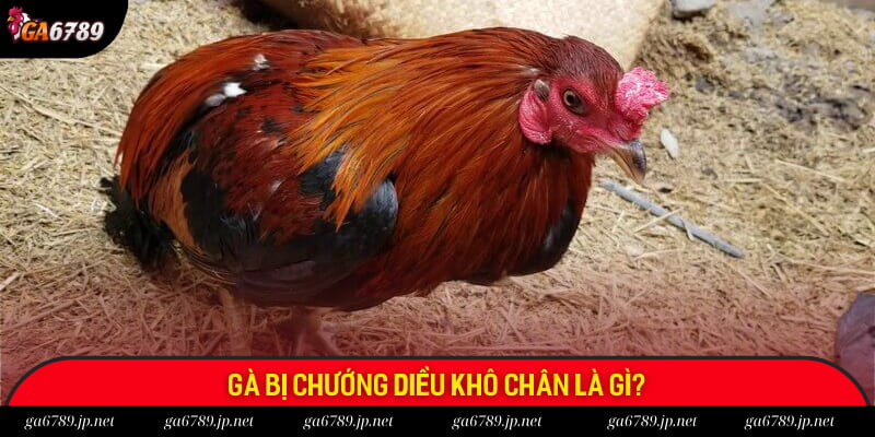 Đôi nét về gà bị chướng diều khô chân
