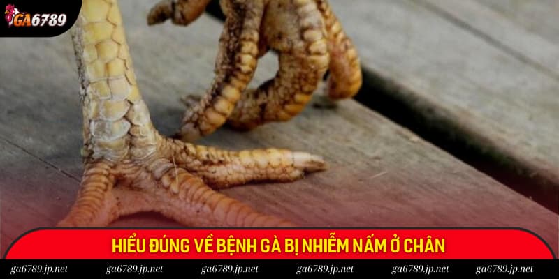 Hiểu khái niệm gà bị nấm chân là gì?