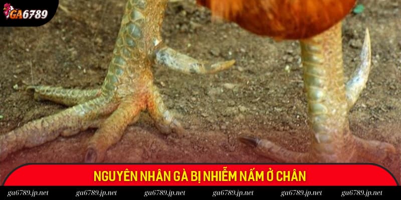 Nguyên nhân gà bị nhiễm nấm ở chân là gì?