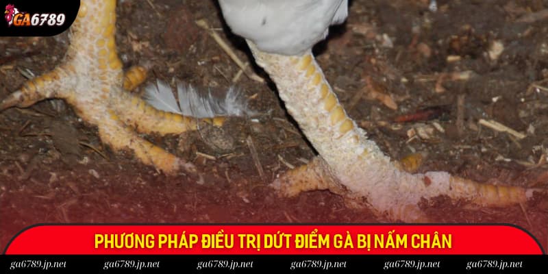 Phương pháp điều trị dứt điểm gà bị nấm chân theo chuyên gia