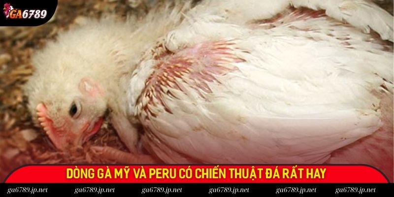 Dòng gà Mỹ và Peru có chiến thuật đá rất hay