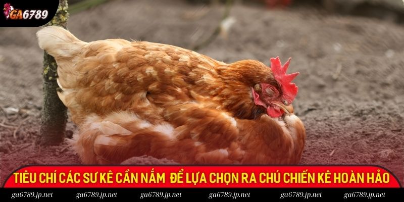 Tiêu chí mà các sư kê cần nắm rõ để lựa chọn ra chú chiến kê hoàn hảo nhất