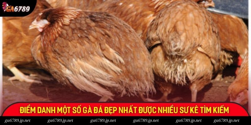 Điểm danh một số gà đá đẹp nhất được nhiều sư kê tìm kiếm 