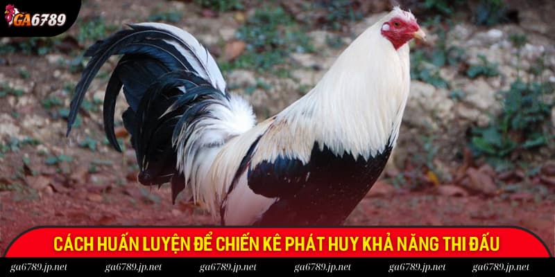 Cách huấn luyện để chiến kê phát huy khả năng thi đấu
