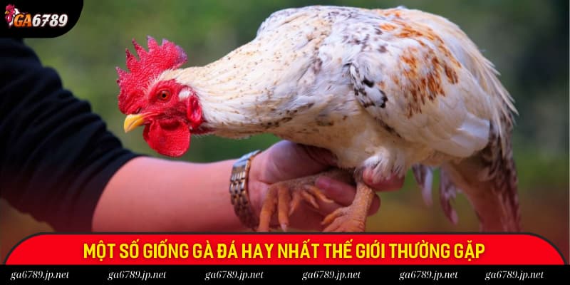 Các giống gà đá hay nhất thế giới trên thị trường hiện nay