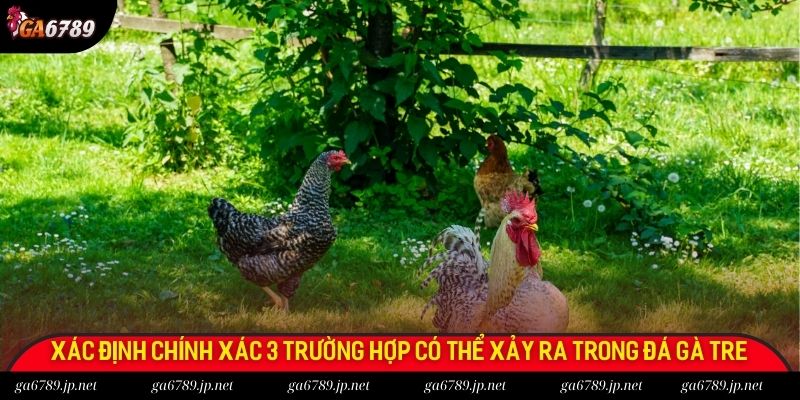 Xác định chính xác 3 trường hợp có thể xảy ra trong đá gà tre