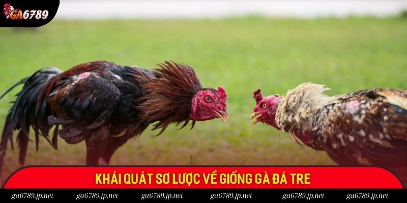 Khái quát sơ lược về giống gà đá tre
