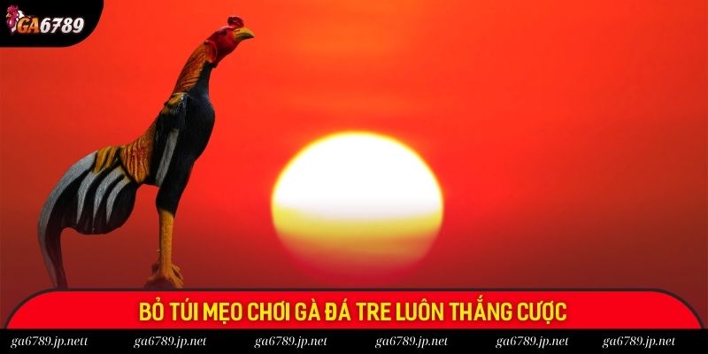 Bỏ túi mẹo chơi gà đá tre luôn thắng cược