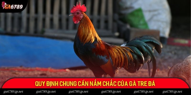 Quy định chung cần nắm chắc của gà tre đá
