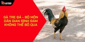 Gà tre đá