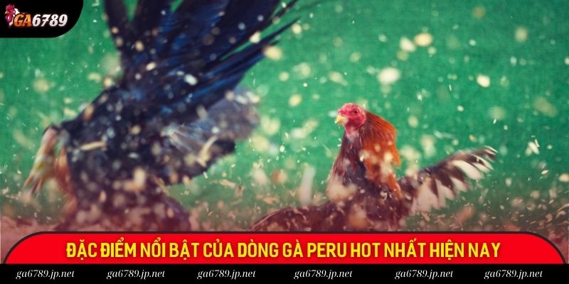 Đặc điểm nổi bật của dòng gà Peru hot nhất hiện nay