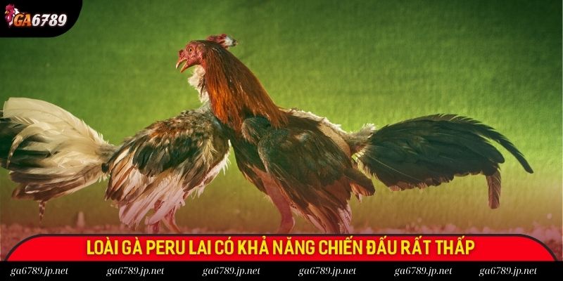Loài gà Peru lai có khả năng chiến đấu rất thấp