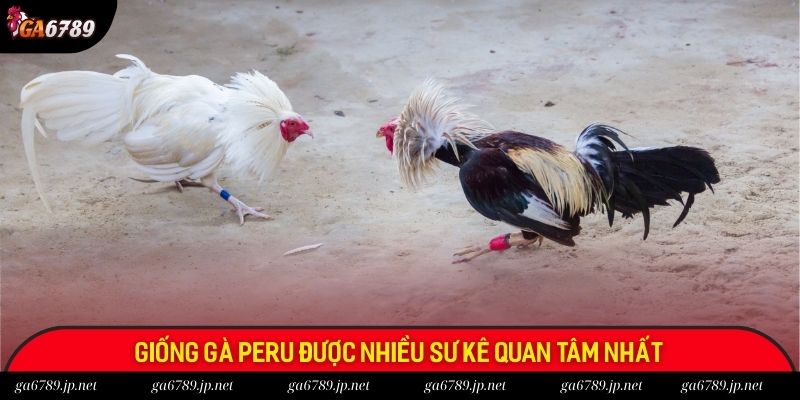 Giống gà Peru được nhiều sư kê quan tâm nhất