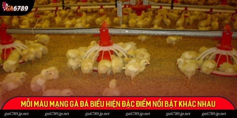 Mỗi màu mạng gà đá biểu hiện đặc điểm nổi bật khác nhau