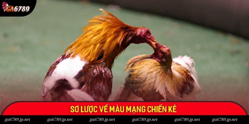 Sơ lược về màu mạng chiến kê 