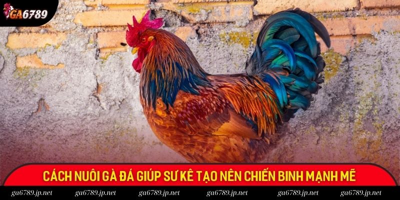 Cách nuôi gà đá giúp sư kê tạo nên chiến binh mạnh mẽ