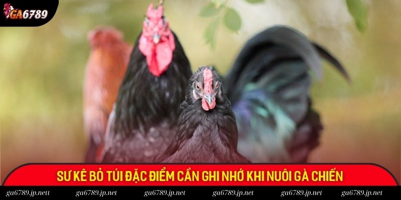 Sư kê bỏ túi đặc điểm cần ghi nhớ khi nuôi gà chiến